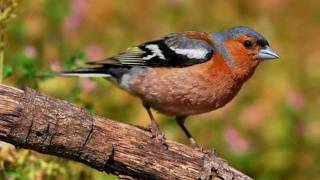 Canto de aves de ciudad [upl. by Desta529]