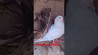 American Fental pigeon american kabootar fancypigen allhallowsday [upl. by Adni]