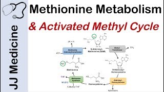 Methionine Metabolism and Activated Methyl Cycle  Pathway and Purpose [upl. by Berck]