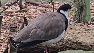 The Australian Masked lapwing bird Campbelltown [upl. by Alhak72]