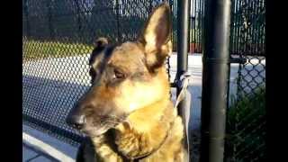 DOG EAR HEMATOMA AURAL GERMAN SHEPHERD SWOLLEN INFLAMED ENLARGED Take 1 [upl. by Erialb]