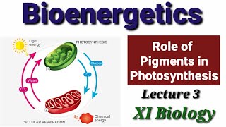 Role of Pigments in Photosynthesis Lecture 3 [upl. by Nerissa]