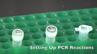 GMO Detection by PCR [upl. by Eelanej705]