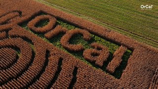 Rekordowy plon kukurydzy po zastosowaniu OrCal Ponad 15tha Wzrost pH o ponad 1 punkt [upl. by Llennoc522]