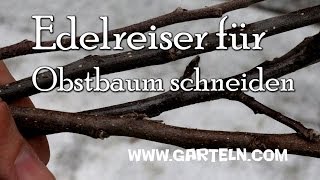 Edelreiser für Obstbäume schneiden [upl. by Idonah]