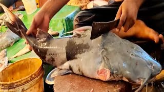 Amazing River Rear Tiger Income F ish Cut Bangladesh Fish Market sh cutting capacity is 16 kg [upl. by Gut]