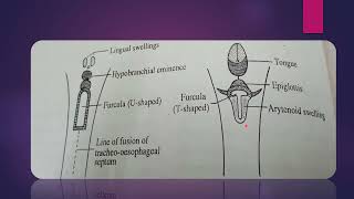 Development of larynx easy embryology gross anatomy [upl. by Kristy]