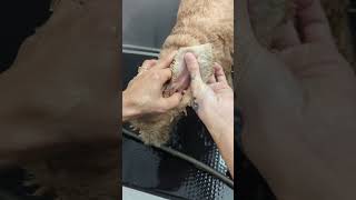 Deep Ear Cleaning and Dental Flush on a Cocker Spaniel Dog [upl. by Anilorac]