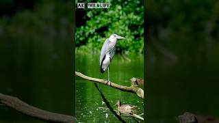 Grey heron hunting shorts [upl. by Honeyman370]