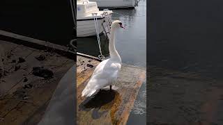 Swan family The Marina Lustbåtshamnen Landskrona Sweden sweden landskrona swan marina [upl. by Naesal531]