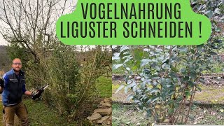 Vogelnährgehölz  Liguster so schneidet ihr Ihn [upl. by Hareemas949]