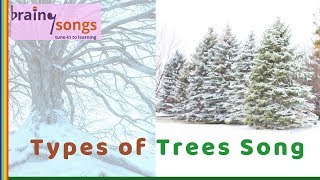 Types of Trees Song  Evergreen and Deciduous Trees  Deciduous Trees [upl. by Magbie]