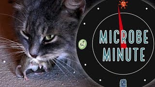 The Cat Parasite That Tricks Rat Brains  Microbe Minute [upl. by Courtnay579]