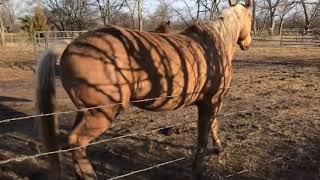 Buddy Horse Broke The Gate amp Got In Trouble  Strengthening Gate Latch [upl. by Nekal]