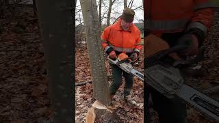 stihl ms362c firewood bois brennholz logging chainsaw [upl. by Ludie]