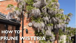 How and when to prune wisteria [upl. by Tabina880]