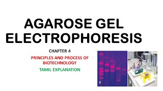 Agarose gel electrophoresisChapter 4BotanyTamil explanation [upl. by Nilek]