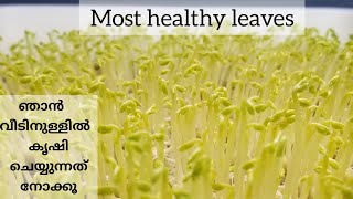 Microgreens മലയാളംവിഷമില്ലാത്ത ഇലക്കറി microgreen recipes [upl. by Rafael978]