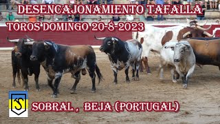 Espectaculares Toros para Tafalla 2082023 ganadería Sobral de Portugal [upl. by Olraced]