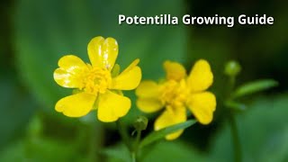 Potentilla Growing Guide by GardenersHQ [upl. by Mansoor]