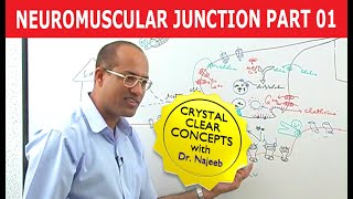 Neuromuscular Junction  Dr Najeeb  Part 12 [upl. by Ayian]