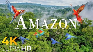 Amazon 4k  The World’s Largest Tropical Rainforest  Relaxation Film with Calming Music [upl. by Eloisa162]