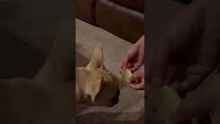 My dog love to eat lemon 😁youtubeshorts puppy doglover [upl. by Oilalue]