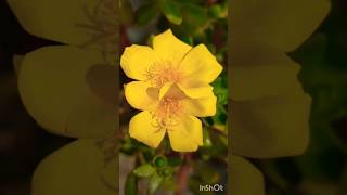 Portulaca flower gardening diy 🌼🌼🌼🌼yellow flowers shorts [upl. by Uria]