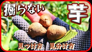 カレーうどんに入れたい野草【野草 10月】 [upl. by Lam304]