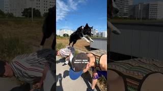 ПАРКУР СОБАКА ПРЫГАЕТ ТРЮКИ 😍 ParkourDogNinja parkour pkfr dog [upl. by Kcirdehs]