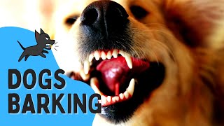 REAL Barking Dog Sounds  Woof Woof  Live Dogs Barking [upl. by Homovec]