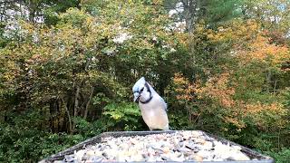 Titmice Blue Jays Redbellied Woodpecker [upl. by Musa562]