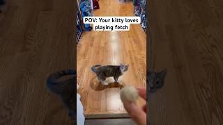 POV your kitty loves playing fetch cat cats catlover catvideos catshorts cute shorts [upl. by Jovi]