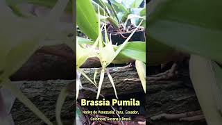 Brassia pumila orquibor brassia orquideas orchids [upl. by Dona]