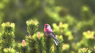 Lesser Redpoll Carduelis cabaret [upl. by Namron]