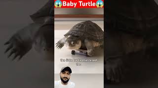 Baby Turtle behave like human 😂 babyanimal babyturtle turtle turtlelover pets wildlife [upl. by Oderf720]