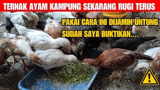 Ternak Ayam Kampunģ Sering Rugi Pakai Cara Ini Dijamin Untung [upl. by Atnuahsal]