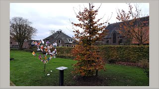 IVN Bergeijk Eersel plant een jubileumboom in Steensel [upl. by Ahtelat]