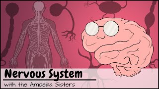 Nervous System [upl. by Celin231]