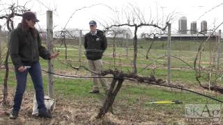 Grape Vine Pruning Demonstration [upl. by Anabel158]