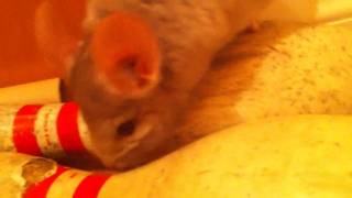 Happy chinchilla squeaking [upl. by Esinaj]