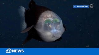 Monterey Bay Aquarium researcher shares experience encountering rare deepsea barreleye fish [upl. by Broek401]