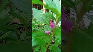 Balsam flowers shortsvideo gardening [upl. by Naleag]