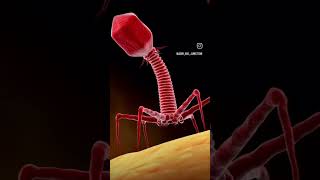 Bacteriophagephage is a virus that infects and replicate in bacteria youtubeshorts agriculture [upl. by Intihw684]