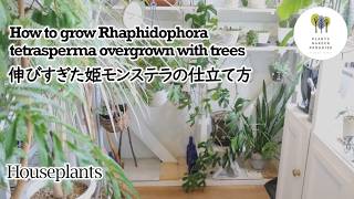 【観葉植物】伸びすぎた姫モンステラの仕立て方 How to grow Rhaphidophora tetrasperma overgrown with trees houseplants [upl. by Avad]