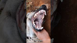 This Is Why Hyenas Laugh [upl. by Colston]