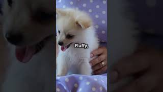 Top 5 Cutest Dog Breeds [upl. by Myrta]