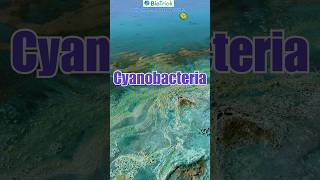 What is Cyanobacteria  Kingdom Monera  Biological Classification  Class11 Biology  NCERT [upl. by Aitnas]