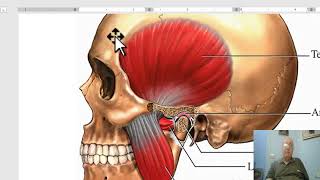 Anatomy of head and neck module in Arabic 20 Temporal fossa and muscle of mastication part 1 [upl. by Aleras888]