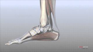 Foot Anatomy Animated Tutorial [upl. by Pasol]